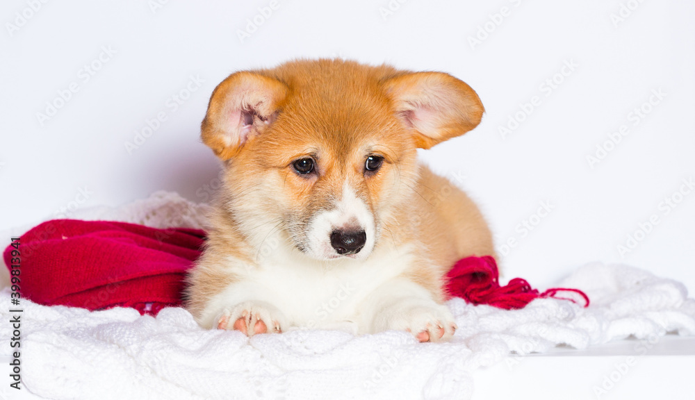 puppy in a white fluffy blanket puppy in a white fluffy blanket