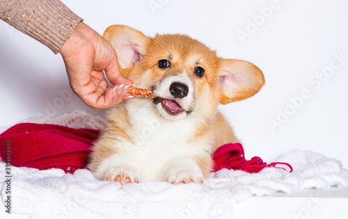 puppy gnaws a bone © Happy monkey