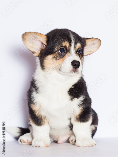 tricolor welsh corgi puppy looking