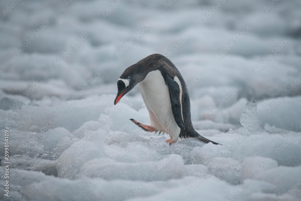 Fototapeta premium Penguins in Antarctica