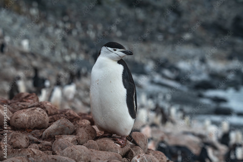Obraz premium Penguins in Antarctica