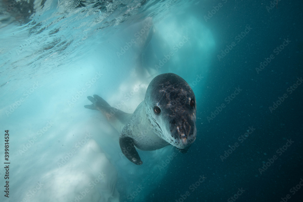 Fototapeta premium Leoapard seal underwater in Antarctica