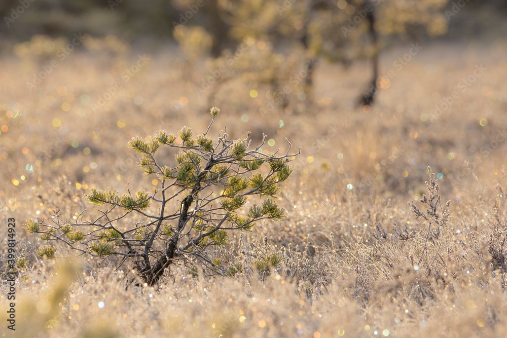 Fototapeta premium Pinetree in a bog.