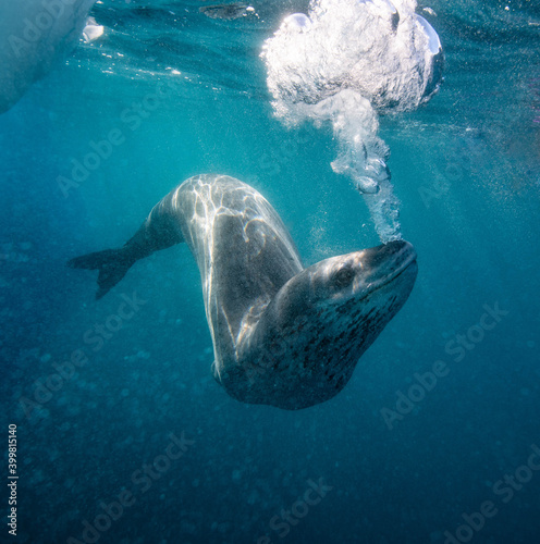 Leoapard seal underwater in Antarctica photo