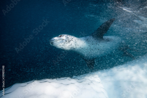 Leoapard seal underwater in Antarctica photo