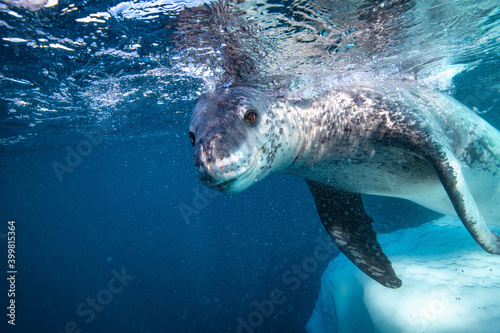 Photography Leopard seal underwater in Antarctica