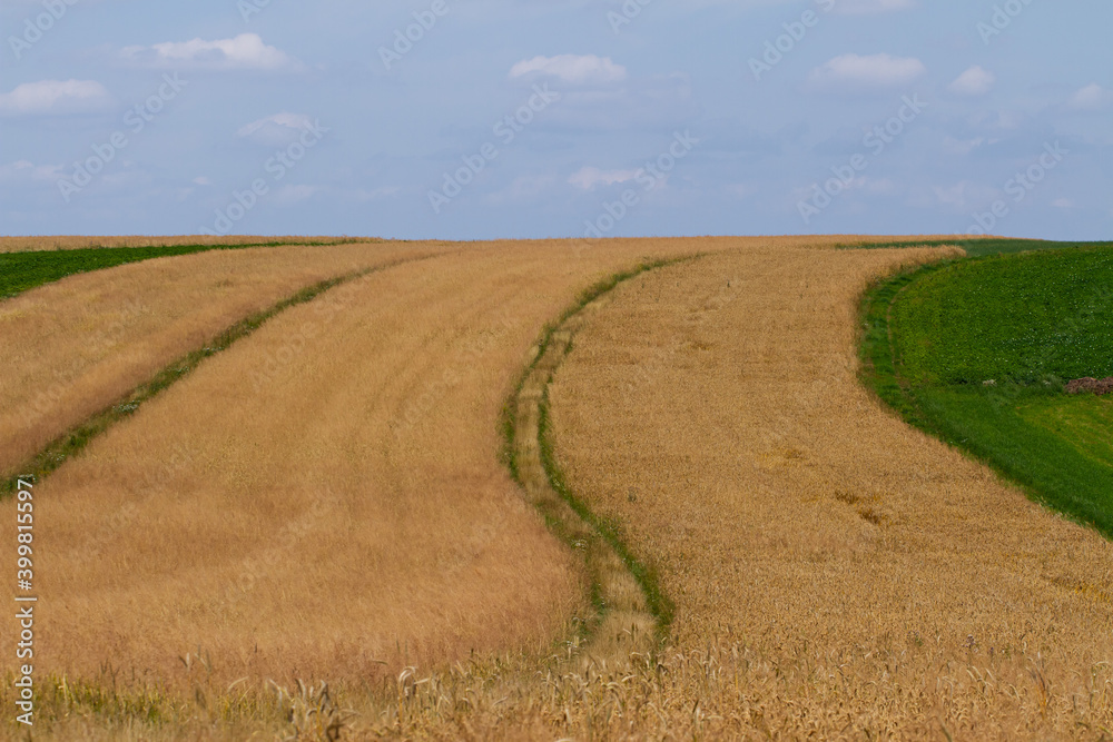 fields of wheat