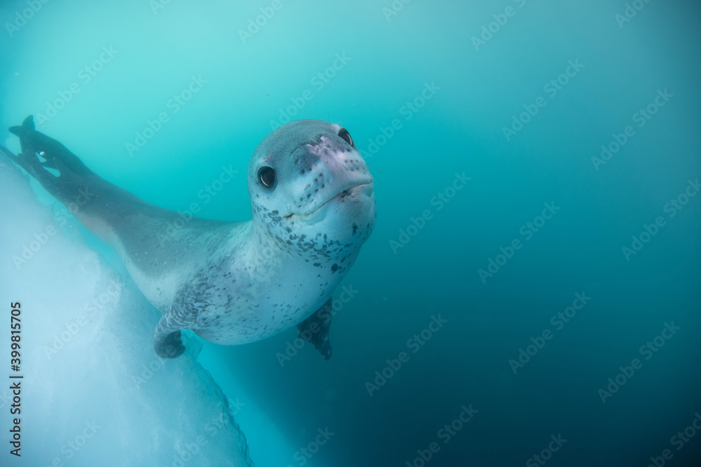 Leopard seal underwater in Antarctica Leopard seal underwater in Antarctica