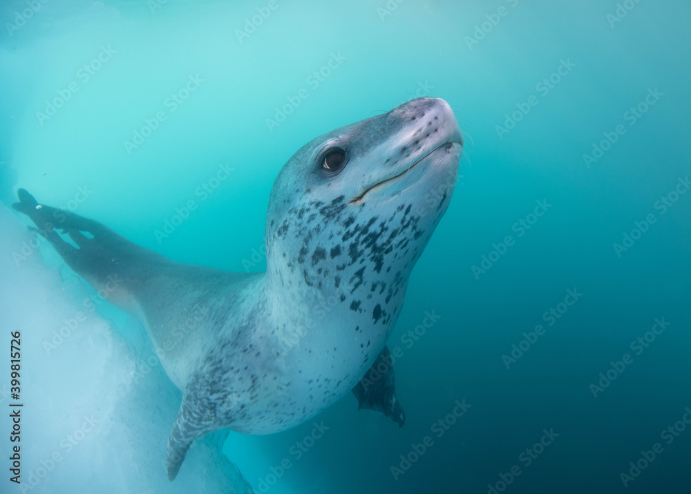 Leopard seal underwater in Antarctica Leopard seal underwater in Antarctica