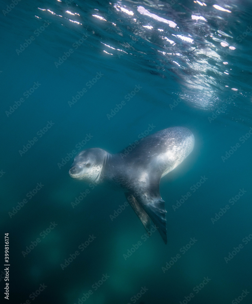 Obraz premium Leopard seal underwater