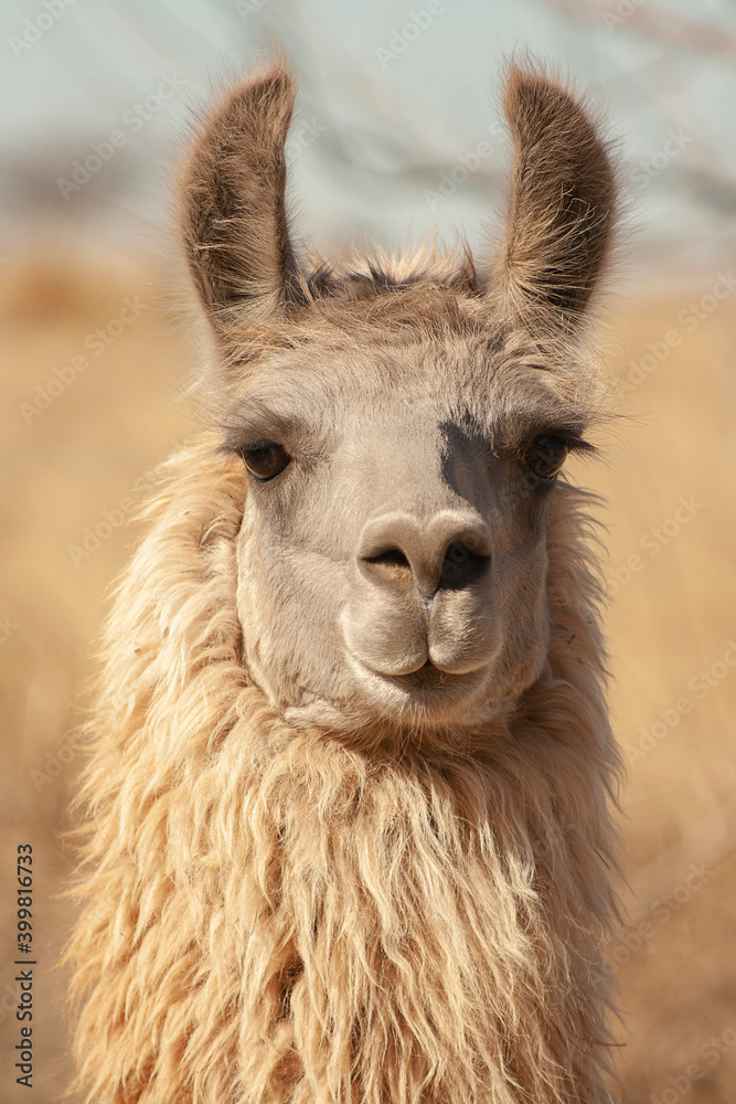 close up of a llama