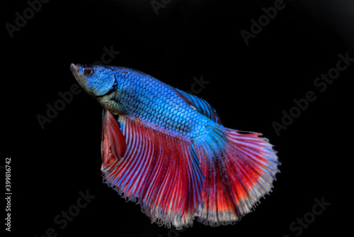 siamese fighting fish isolated on black