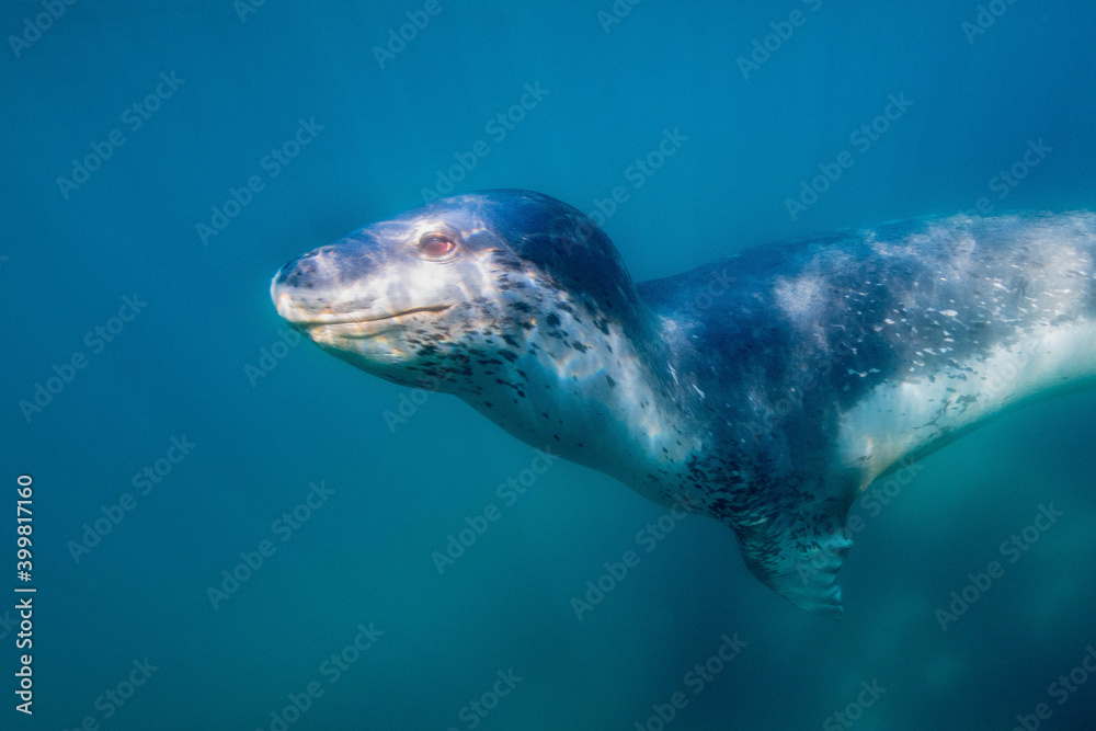 Naklejka premium Leopard seal underwater