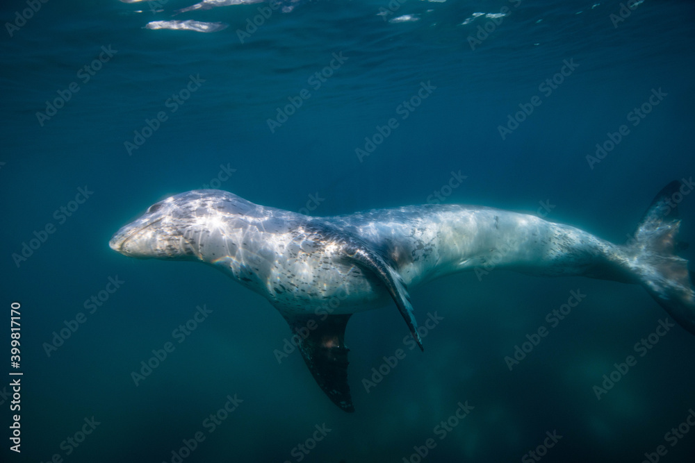 Fototapeta premium Leopard seal underwater