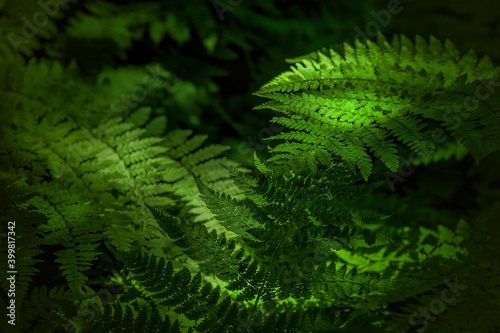 Close up of filtered sunlight on ferns