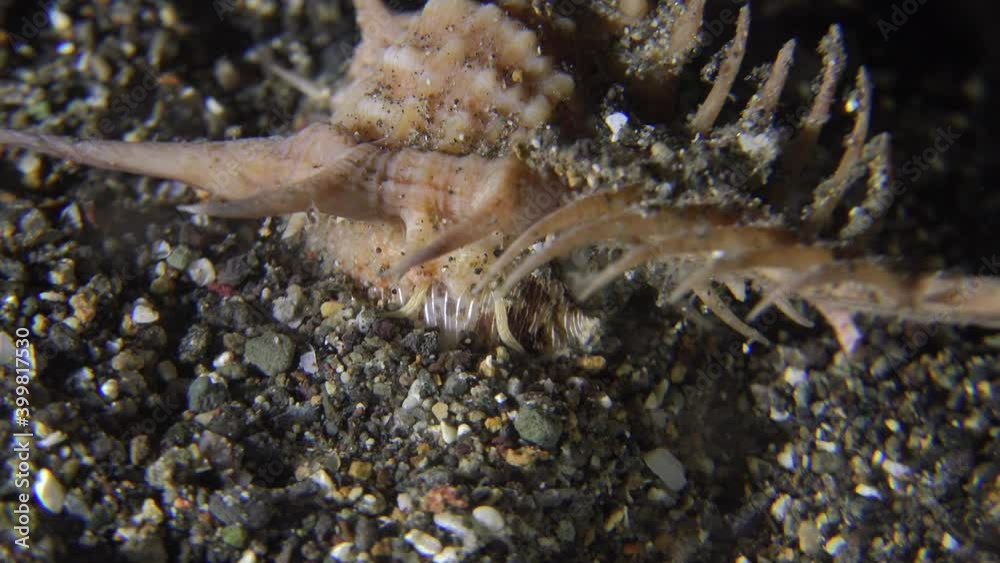 Murex snail crawling over sandy ocean floor at night. Murex snail crawling over sandy ocean floor at night.