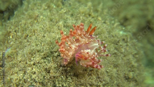 Two flabellina nudibranch mating on coral reef in south-east Asia. photo