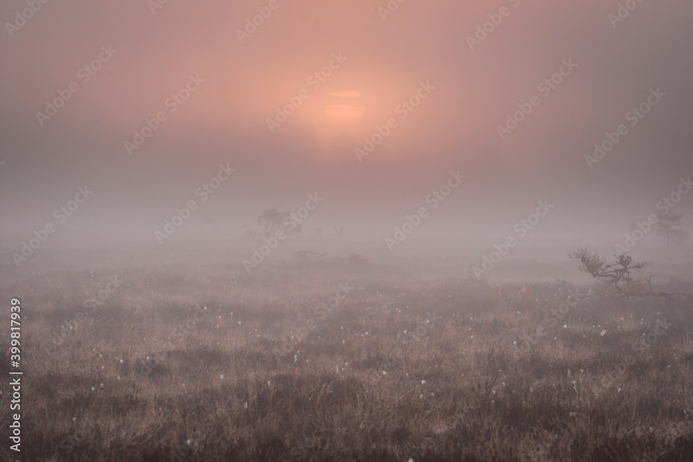 Mist in the morning over bog.