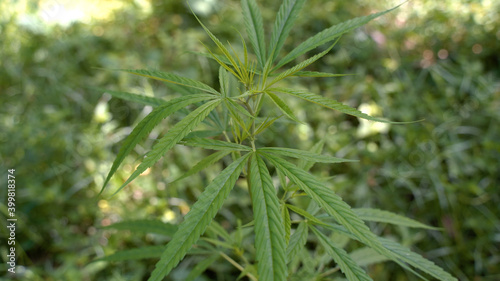 Outdoors Cannabis  Marijuana Plants. Thailand tropical area.