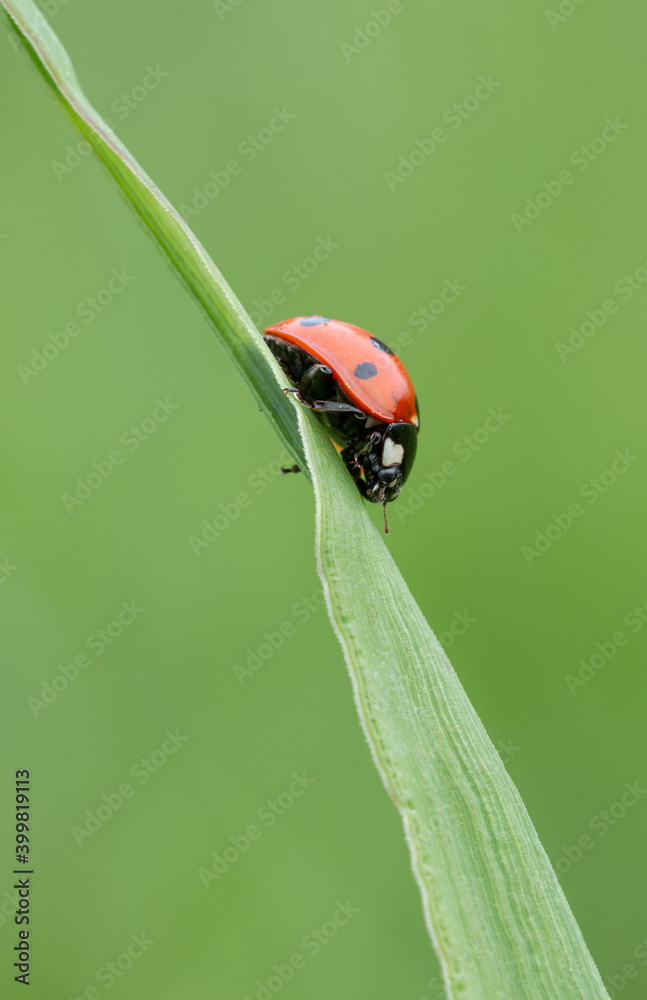 Obraz premium Close up shot of a Seven-spot ladybird on a grass
