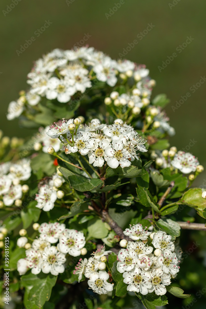 Flowers of Hawthorn bush (Crataegus monogyna) Flowers of Hawthorn bush (Crataegus monogyna)