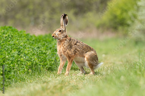 European hare (Lepus europaeus) sitting on the meadow in alert. Selective focus