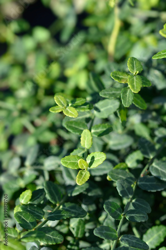 Wallpaper Mural Wintercreeper Minimus Torontodigital.ca