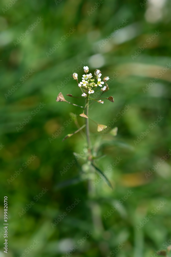 Shepherds purse