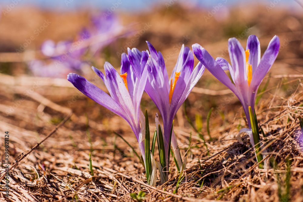 crocus crocus