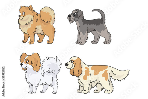 Cute cartoon dog breed set vector. Pedigree kennel spitz, papillon and schnauzer for dog lovers. Purebred cocker spaniel illustration. Isolated hunting hound. 