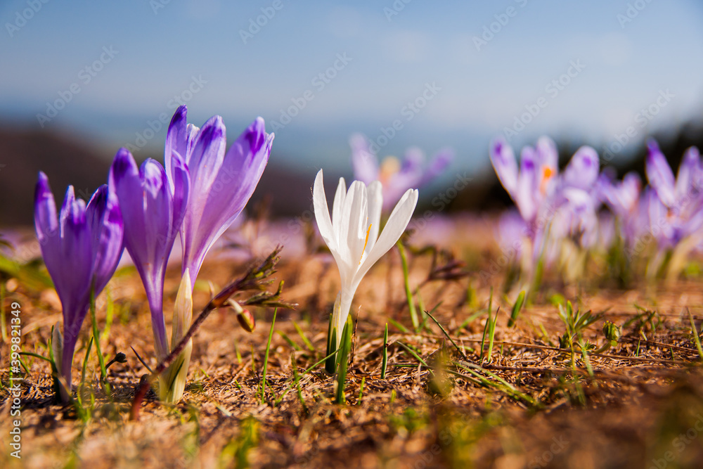 Fototapeta premium crocus