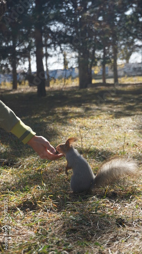 squirrel eats from the hand