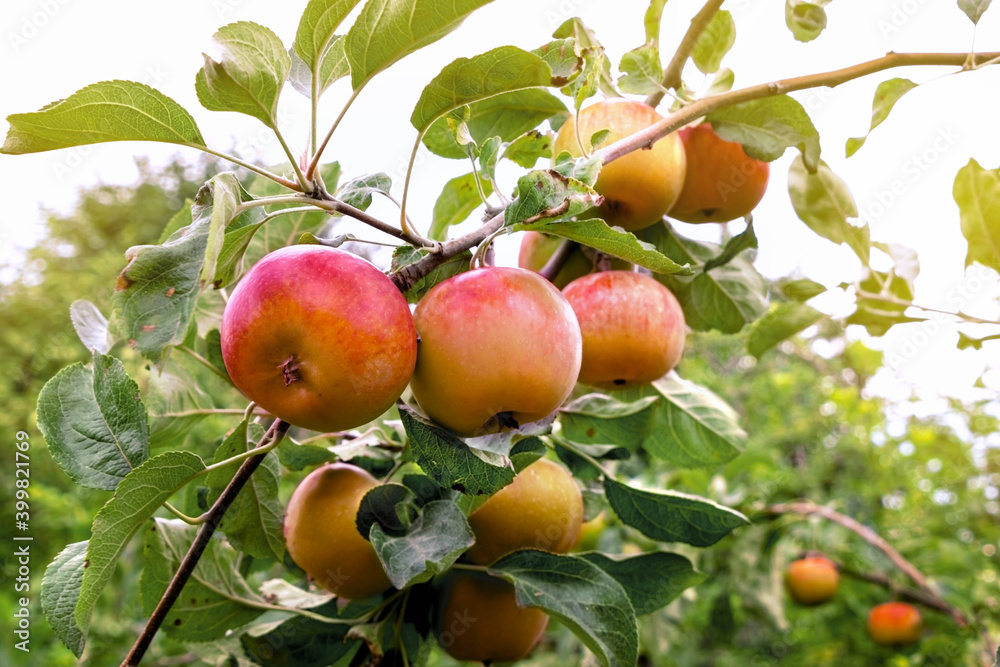 Apples on a tree branch