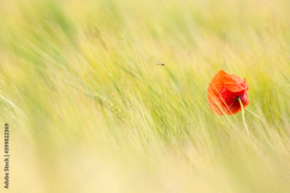 Obraz premium Flower in grainfield.