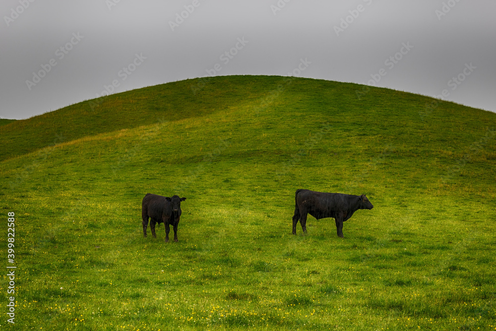 Two steers in a hillside pasture in rural Virginia