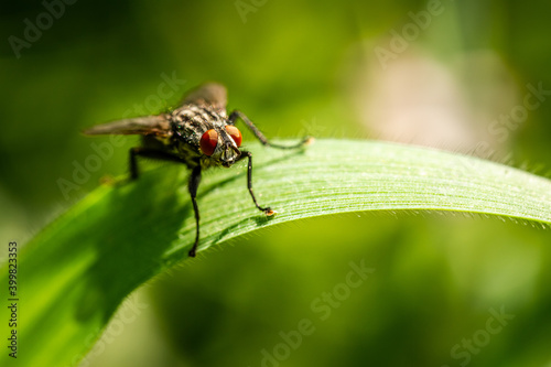 Mosca sobre hoja