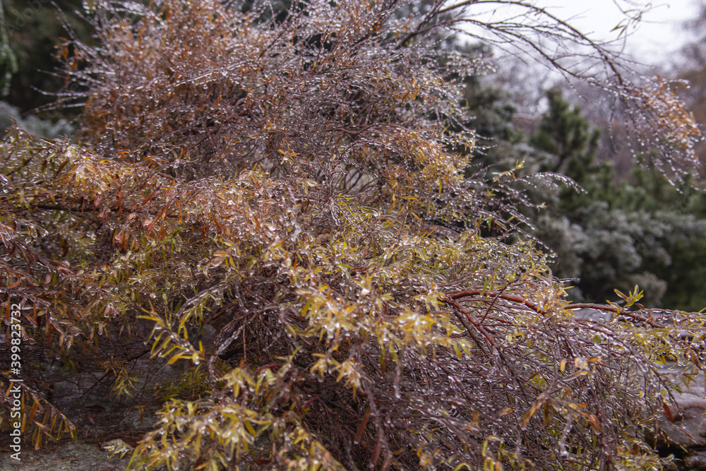 Freezing rain. Late autumn background.