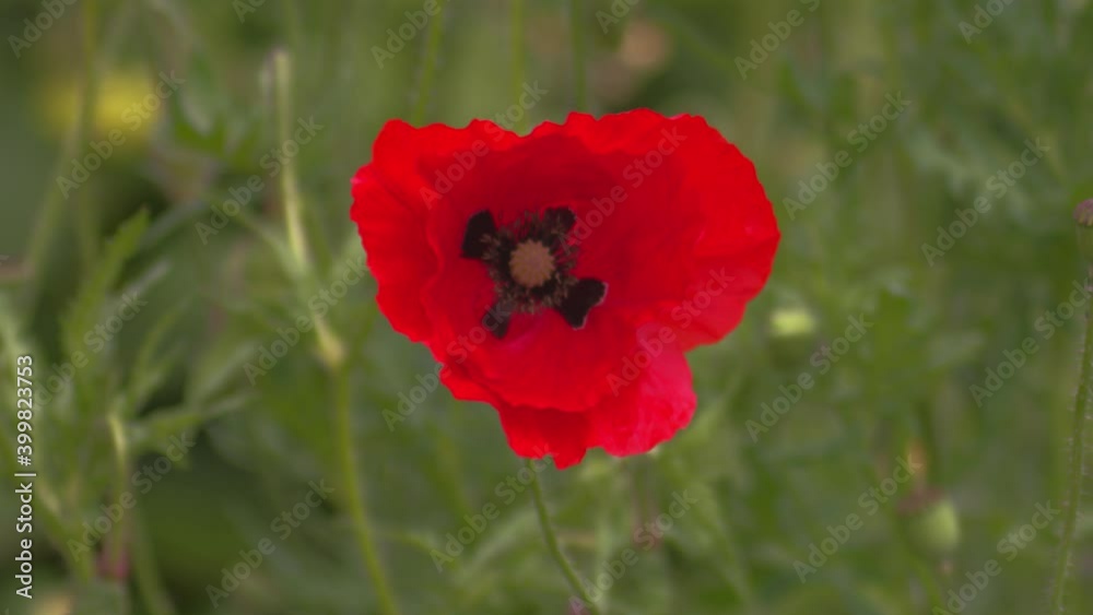 Bright red poppy flower blowing in the wind on green background Bright red poppy flower blowing in the wind on green background