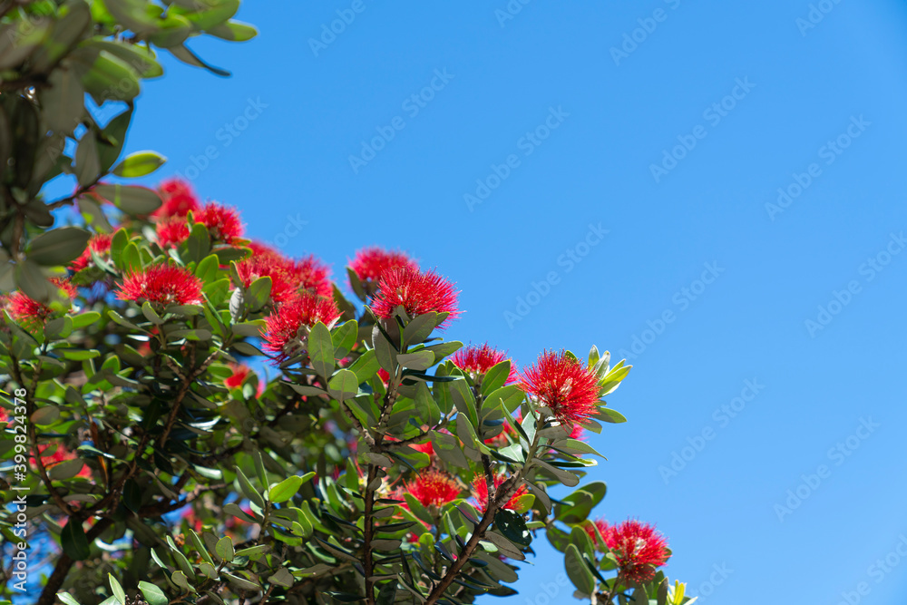 Brilliant red pohutukawa bloom on base of Mount Maunganui Brilliant red pohutukawa bloom on base of Mount Maunganui