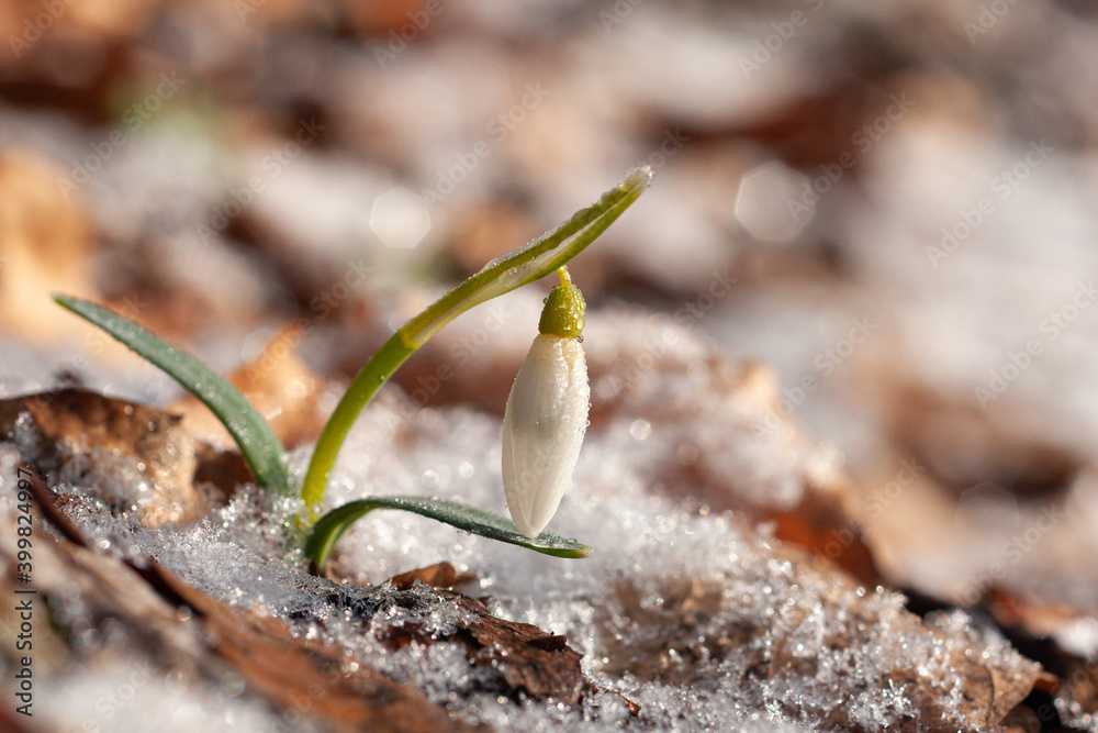 Fototapeta premium snowdrop in the grass with flower
