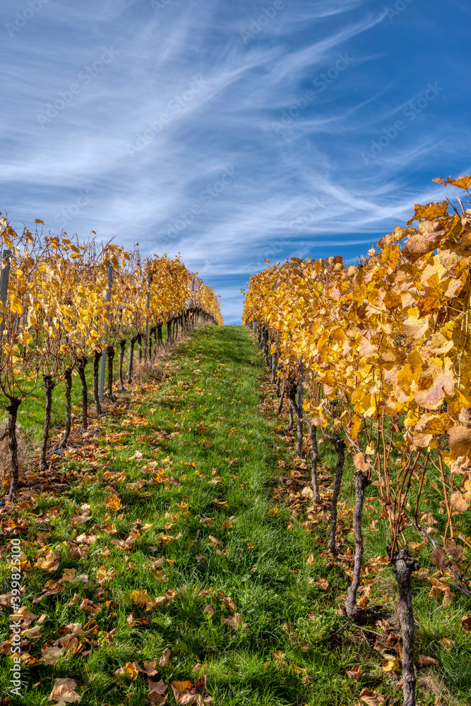 Rows of vine at vineyard in autumn