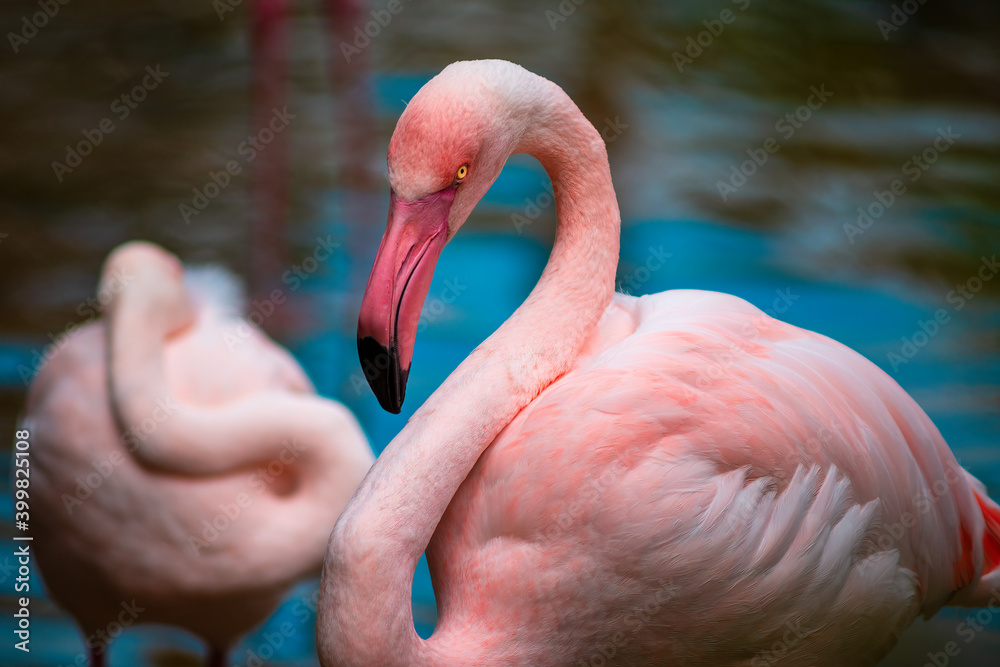 Fototapeta premium flamingo look in the eye