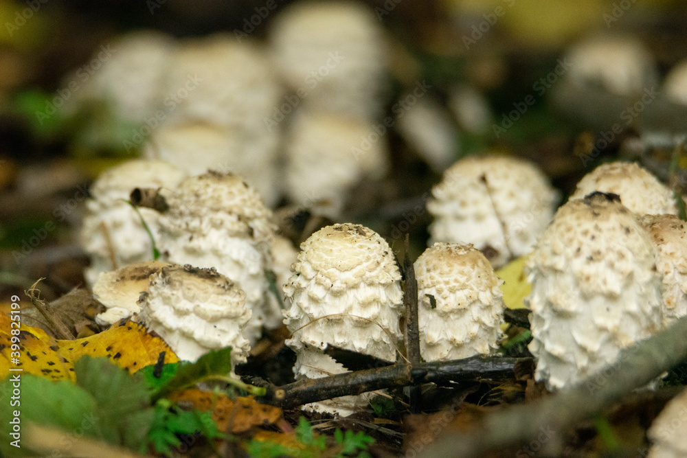 Ink cap in the autumn. 