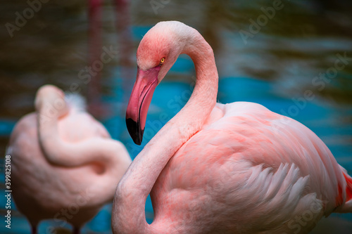 flamingo look in the eye