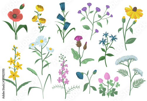 Pretty field flowers flat set for web design. Cartoon graphic poppies, chamomile, daisies, bells, Echinacea isolated vector illustration collection. Summer meadow and blossom concept