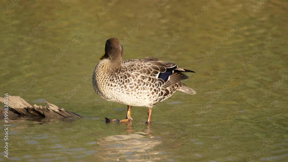 Yellow Billed Duck Preens Feathers Standing on Log, Then Gets in Water Yellow Billed Duck Preens Feathers Standing on Log, Then Gets in Water