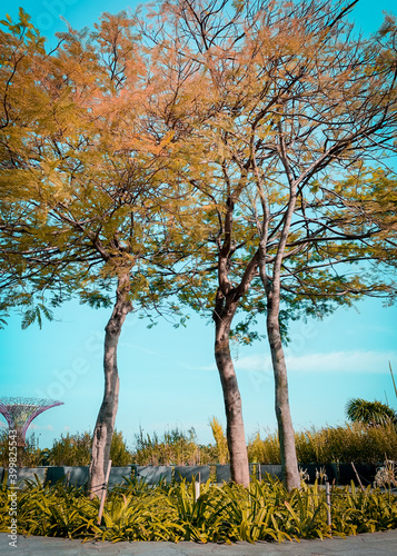 Autumn Leaves Tree