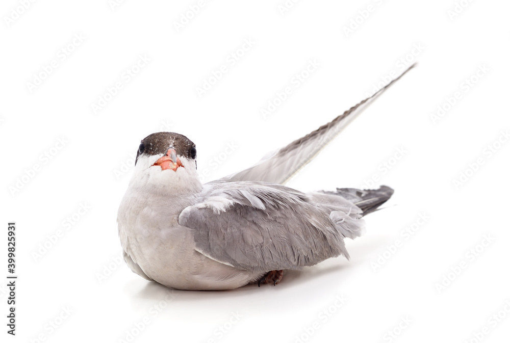 Obraz premium One beautiful seagull.