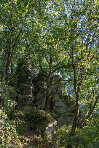 Sunlight and blue sky shine through the canopy of leaves of the forest at the foot of a rock face.