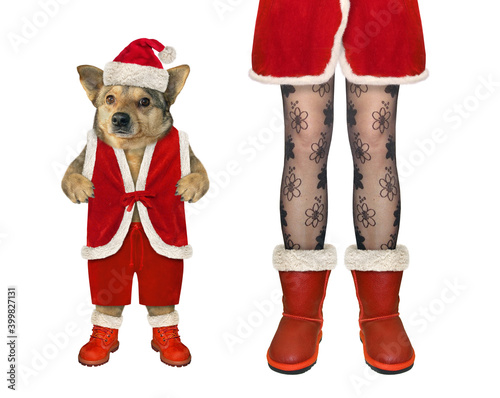 A beige dog in Santa Claus costume stands at female legs for Christmas. White background. Isolated. © iridi66